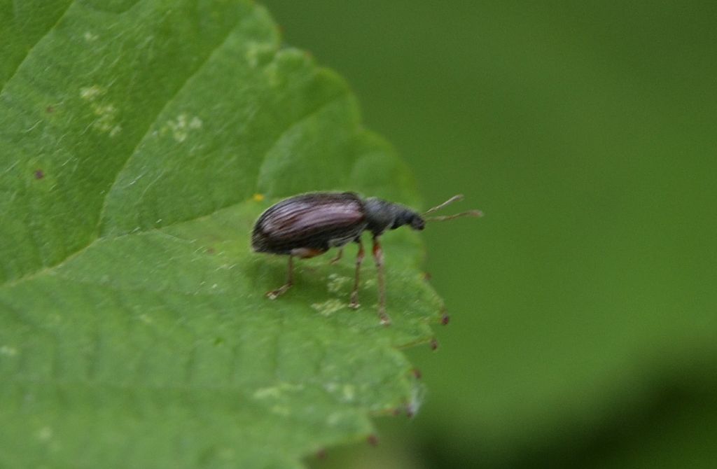 Phyllobius oblongus